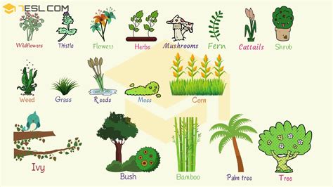 types of flora plants